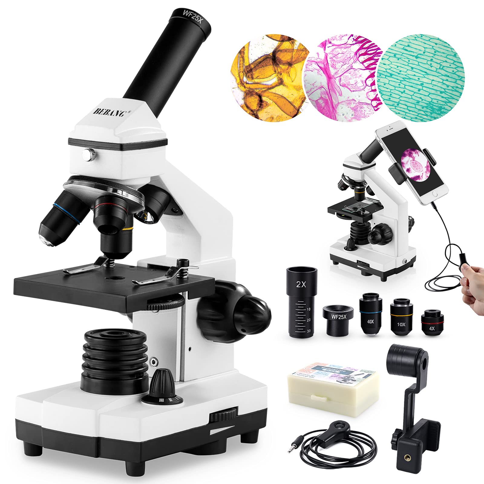 Best Microscopes For College Students
